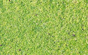 Image result for Duckweed Close Up