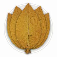 Image result for Tobacco Leaf with Plume