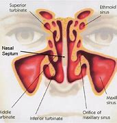 Image result for Human Body Septum