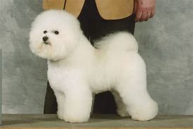 Image result for Bichon Terrier Puppies Mesa