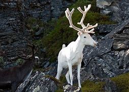 Image result for Albino Animals Book