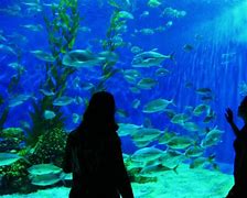 Image result for Ocean Park Philippines