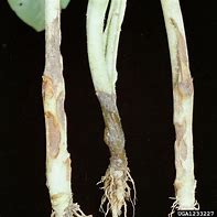 Image result for Rhizoctonia Solani