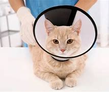 Image result for Cat in Cone