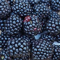 Image result for Blackberries