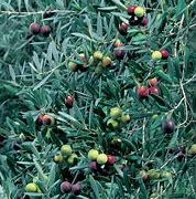 Image result for Olive Tree Marzilla