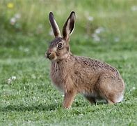 Image result for Leveret Baby Hare