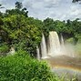 Image result for Calabar Forest