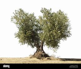 Image result for White Olive Tree