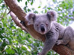 Image result for Beautiful Koala Bear