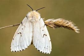 Image result for Gypsy Moth Invasive Species