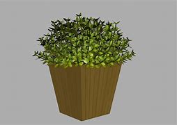 Image result for Buxus Box Plant