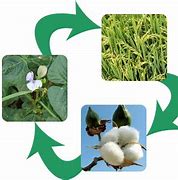 Image result for Crop Rotation