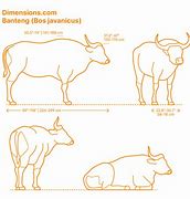 Image result for Cattle Size