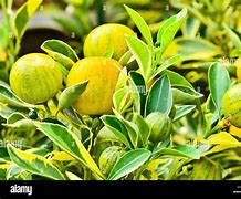 Image result for Kumquat Fruit Tree Fertilizer