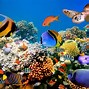 Image result for cartoon sea coral reef