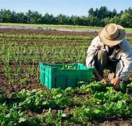 Image result for What Is Farming