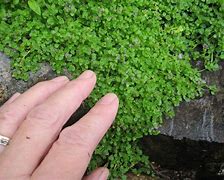 Image result for Creeping Mint Ground Cover