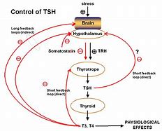 Image result for TSH Signaling Pathway