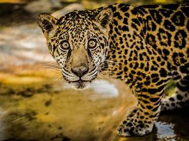 Image result for African Jaguar