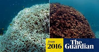 Image result for Global Warming Coral Bleaching