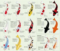 Image result for Breeds of Koi