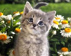 Image result for Spring Cat Wallpaper