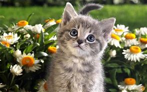 Image result for Spring Cat Screensavers