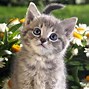 Image result for Spring Cat Screensavers