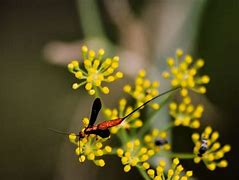 Image result for Culinary Fennel Bush Image