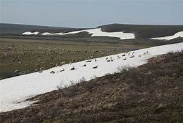 Image result for Arctic Ground Cover Alaska