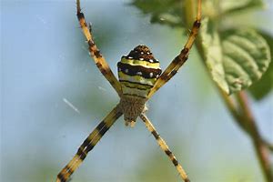 Image result for Argiope