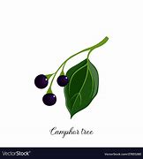 Image result for Camphor Tree Leaves Vector