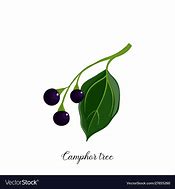 Image result for Camphor Tree Top View Drawing