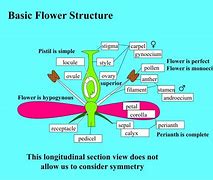 Image result for Carpel Pistil