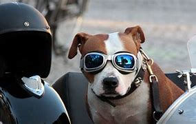 Image result for dog motorcycle helmet safety