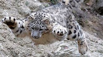 Image result for Snow Leopard Fight