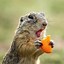 Image result for Breads of Gopher