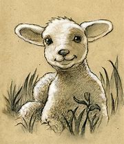 Image result for Baby Lamb Sketches