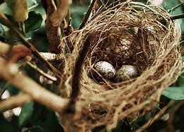 Image result for Bird Nest Mites