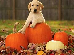 Image result for Thanksgiving Puppy Banner