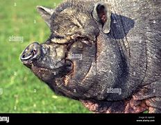 Image result for Pig Front Profile