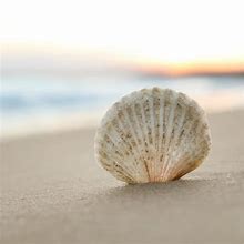 Image result for Sea SHELL Top