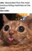 Image result for Cat On Lap Meme