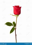 Image result for White Rose with Sage Background