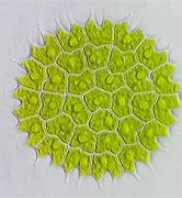 Image result for Algae Biology