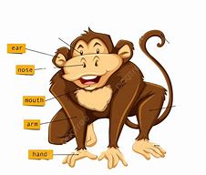 Image result for Monkey Anatomy Diagram