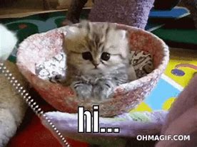 Image result for Cat OH Hi