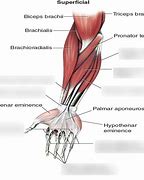 Image result for Wrist Muscles