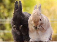 Image result for Rabbit Desktop